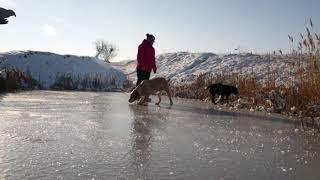 Отдых с собаками на пруду