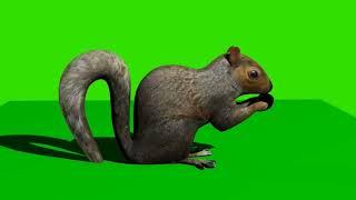 squirrel eating on. green screen no copyright