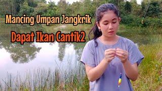 Mancing tegek menggunakan umpan jangkrik || Umpan Gacor || Lady Angler