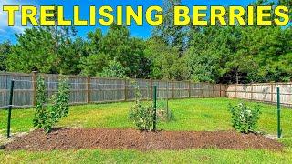 How To Trellis Blackberries, Raspberries and Tayberries