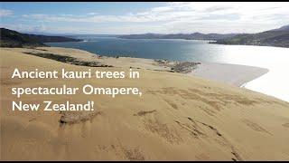 Ancient kauri trees in spectacular Omapere, New Zealand!