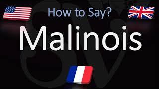 How to Pronounce Malinois Dog? (CORRECTLY) Belgian Shepherd/Malinois Breed