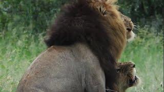 Male Lions Mating at Kruger National Park | Kruger Park Sightings