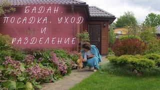 Бадан  Посадка Уход и Разделение