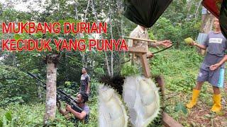 Berburu durian di ciduk yang punya #borneo #durian #cbhunter