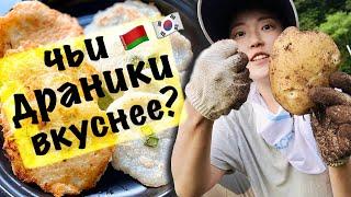 СРАВНИМ?! ДРАНИКИ VS КОРЕЙСКИЕ ДРАНИКИ из самого свежего картофеля! | Какую картошку мы вырастили?