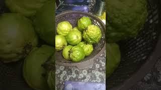 kis kis ke pasand hai guava