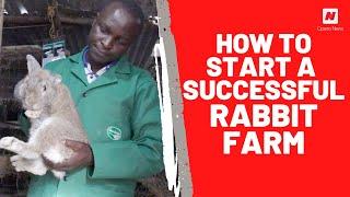 How to start a successful rabbit farming business in Kenya