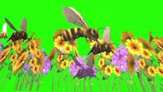 Green Screen Clips - Animated Bees with flowers 1