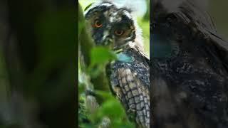 Curious young long-eared owl as it moves its head around. #owl #owlbehavior #owlsnesting