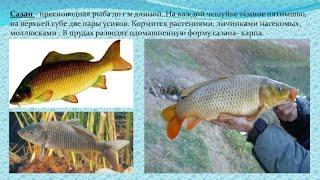 SALDA WS !!! KILLER FISH ))& !!!! Таганка !!! АВТОР - ЗАХМЫЛОВ ГЕОРГИЙ ГЕОРГИЕВИЧ !!! МОСКВА !!ЖЕСТЬ