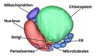 Structure and function of the mitochondrion