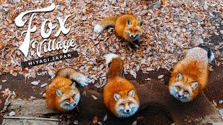 Fox Village in Japan: The Fluffiest Place on Earth! (Miyagi Zao, Shiroishi) キツネ村