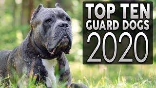 TOP 10 GUARD DOG BREEDS 2020