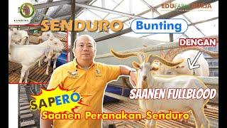 KAMBING PERAH SUPER - Betina Senduro Bunting dengan Pejantan SAANEN FULLBLOOD Import dari Australia.