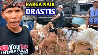 Kalau Harga Kambing Selalu Seperti Ini, Peternak Bisa Sejahtera