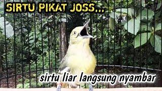 SUARA PIKAT BURUNG SIRTU/CIPOH RIBUT PALING AMPUH JAMIN SIRTU LAIN LANGSUNG NYAMBAR