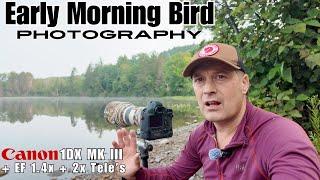 First Light Bird Photography - Off Grid Log cabin Quebec Canada | Canon 1DX MK III - EF 300mm f2.8L