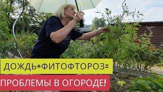 КАК ВЫГЛЯДЯТ ТОМАТЫ И КАРТОФЕЛЬ С ФИТОФТОРОЗОМПОМОГАЕТ ЛИ ЛЕЧЕНИЕ️