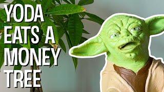 YODA EATS A MONEY TREE - The Puppet Yoda Show