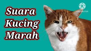 Suara Kucing Marah