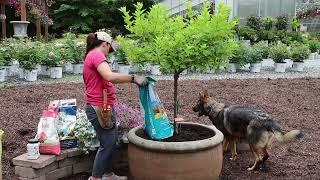 Easy Steps to Beautiful Full Sun Containers