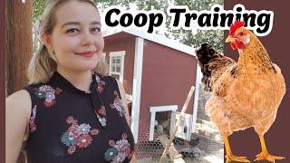 Coop Training, Teaching Chickens to Lay and Sleep in the Coop