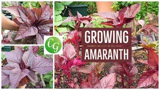 Grow Your Own Superfood: The Ultimate Guide to Red Amaranth (Amaranthus)