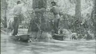 Louisiana Cypress Logging, 1920s