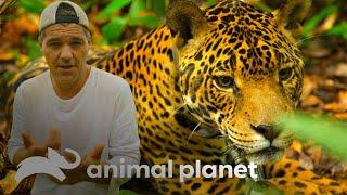 Frank conoce animales exóticos de la Amazonia | Wild Frank | Animal Planet