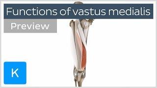 Functions of the vastus medialis muscle (preview) - Human 3D Anatomy | Kenhub