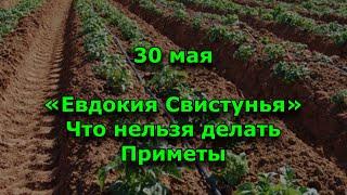 Евдокия Свистунья. 30 мая. Что нельзя делать. народные приметы.