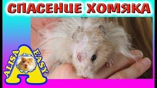 СПАСЕНИЕ ХОМЯКА / спасение животных / Alisa Easy Pets