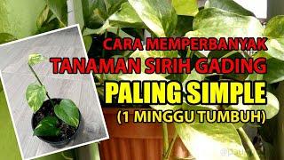 Cara Memperbanyak Tanaman Sirih Gading ~ Paung Farm