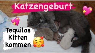 Tequila`s Kitten kommen | Katzengeburt (03.08.22) || Uschi Time