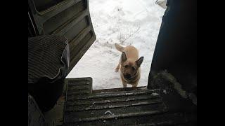 Собакен в шоке.Поездка на буханке.