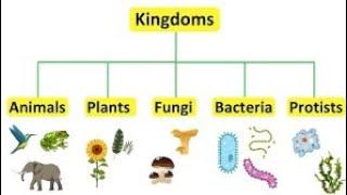 Five Kingdom classification of Organisms  #biology #shortsfeed #shikshamitra