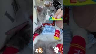 DIY cat meow viral di tiktok #youtubeshort