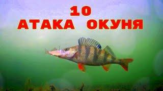 Топ 10 Зрелищных атак Окуня на Живца! Подводная съемка