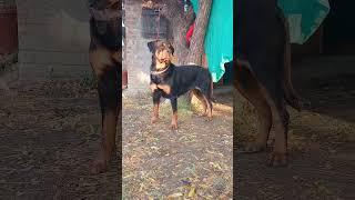 Doberman Dog official vopari  please Subscribe  9660349134