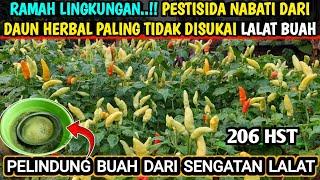  cara atasi lalat buah paling ampuh tanpa insektisida #cabetanpamulsa