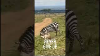 Zebra outsmarts the queen of the Jungle #animals #wildlife #lion