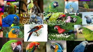 All 18 types  of macaw parrot in the world