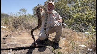 The Most Rattlesnakes I've Ever Seen 