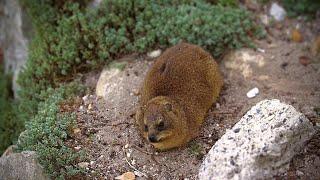 Rock Hyrax Rolling Around