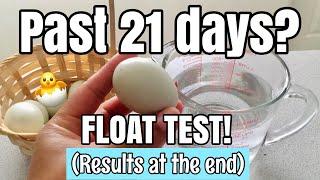 Late hatching chicken eggs | Float testing egg viability