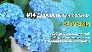 #14 ДЕРЕВЕНСКАЯ ЖИЗНЬ В ГРУЗИИ | Сбор чая | Мартвильский каньон |Отмечаем день рождения