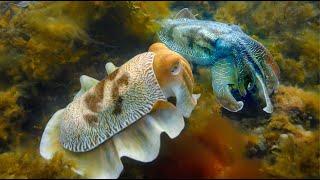 Robotic Spy Cuttlefish Communicates With Cuttlefish