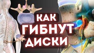 Главный амортизатор спины: как работает и восстанавливается пульпозное ядро?