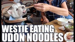 Westie eating Udon noodles at Pet Friendly Restaurant Karuizawa, Japan | ウエスティはうどんを食べています